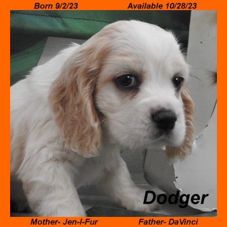 puppy, for, sale, Cocker Spaniel, Joe & Cherri  Overlease, dog, breeder, Miller, MO, dog-breeder, puppy-for-sale, forsale, nearby, find, puppyfind, locator, puppylocator, aca